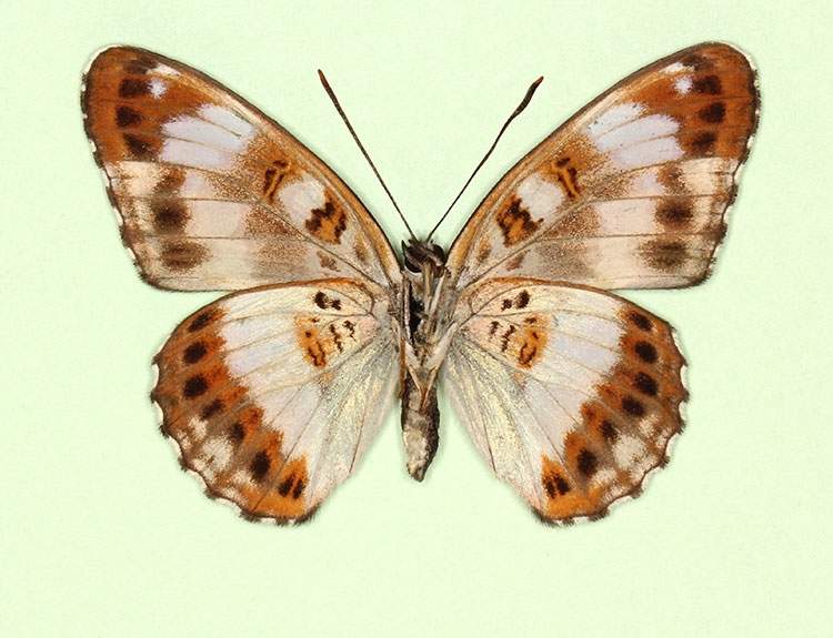 Limenitis camilla female (aberrant form latealba, verso) (Internet Image property of respective owner, non-commercial use only)